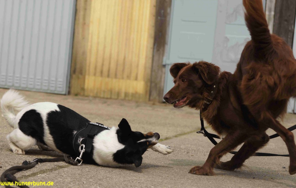 2hundespiel