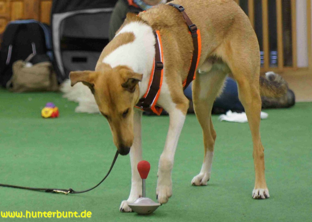 6casparamstanduptarget