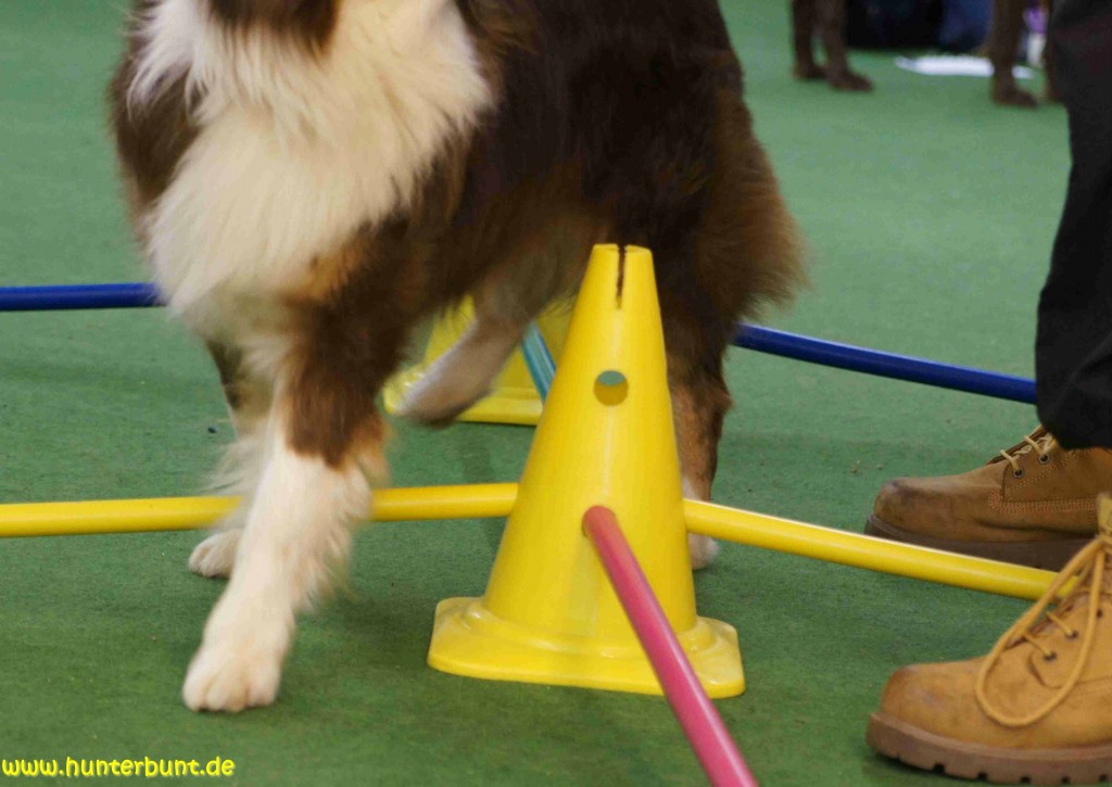 9cavalettikoordination