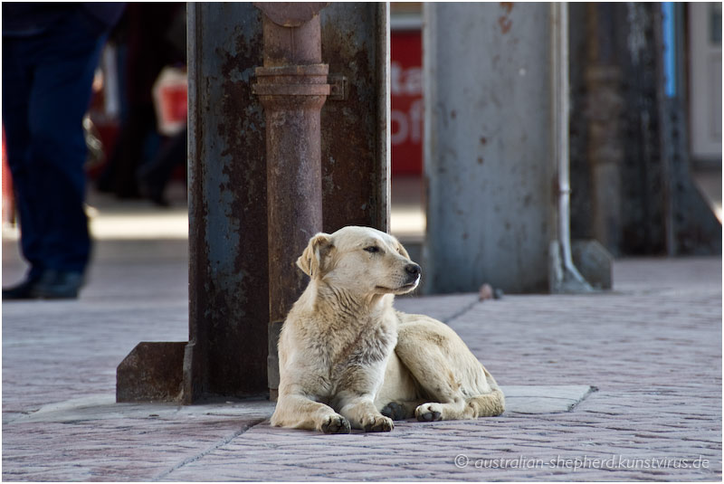 Straßenhund in Bukarest