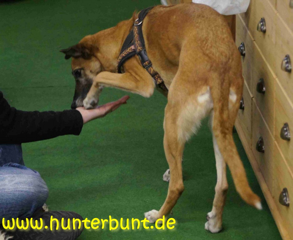 comp_1lissa_pfoteheben