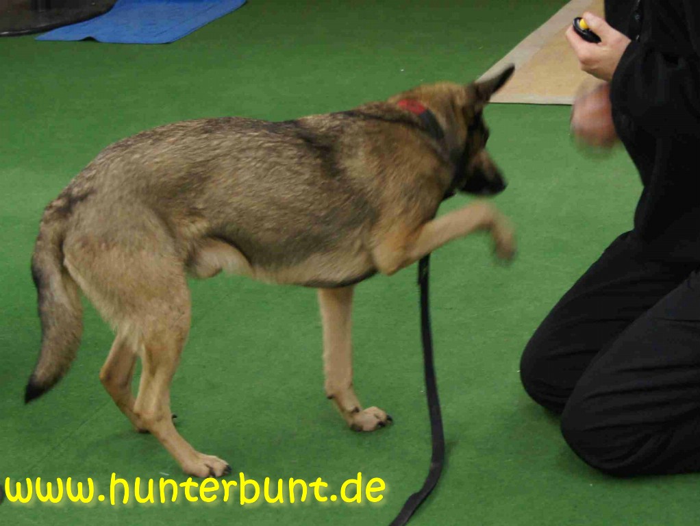 comp_2pino_pfoteheben