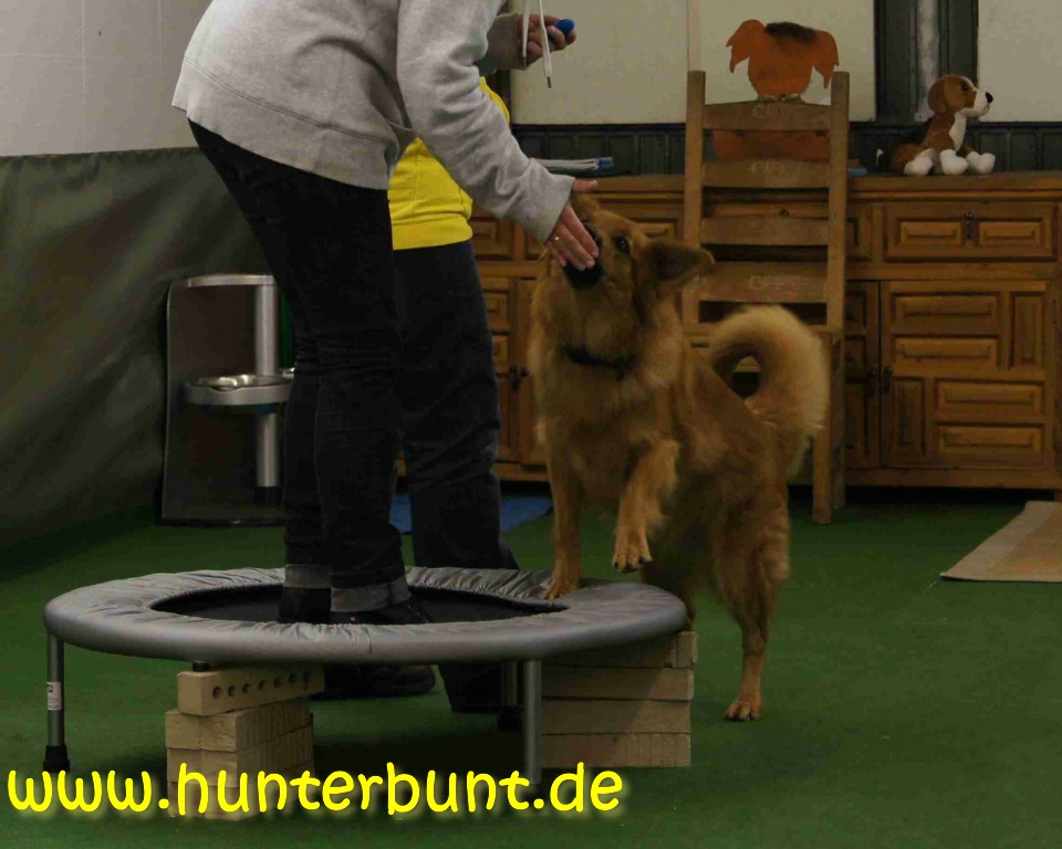 comp_8leni_trampolin