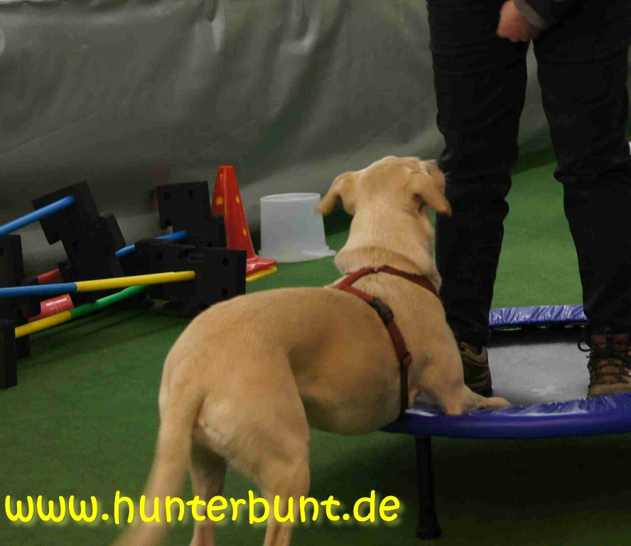 comp_9paula_trampolin