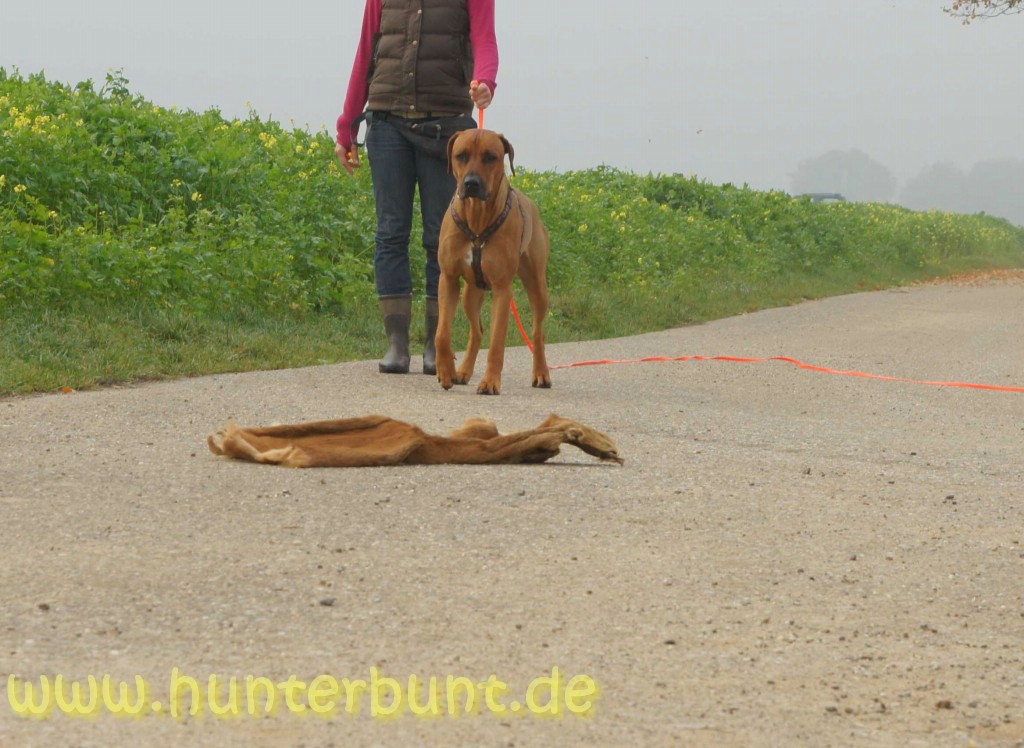 comp_begehrlichkeiten1