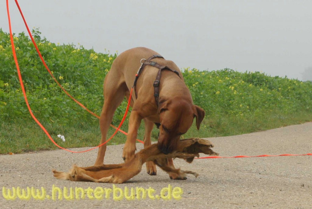 comp_belohnungamobjektderbegierde