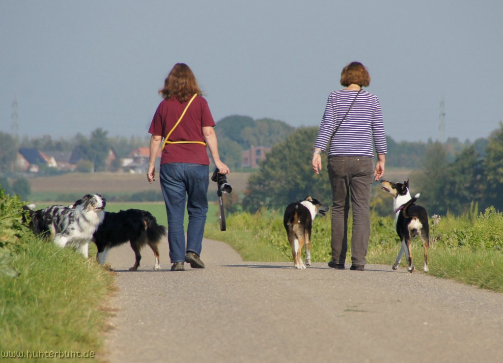 hundeplatzieren