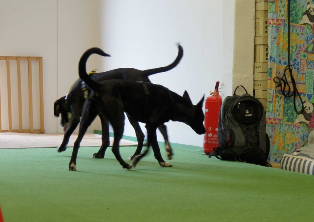 lilliemmaerforschendiehalle-klein