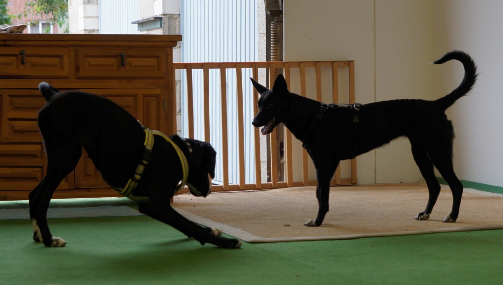 lilliemmaspielaufforderung-klein